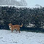 dog, snow, hedge, winter, outdoor, animal, canine, nature, tree, cold, fur, pet, landscape, daytime, leafless, grass, season, sky, quiet, scenery