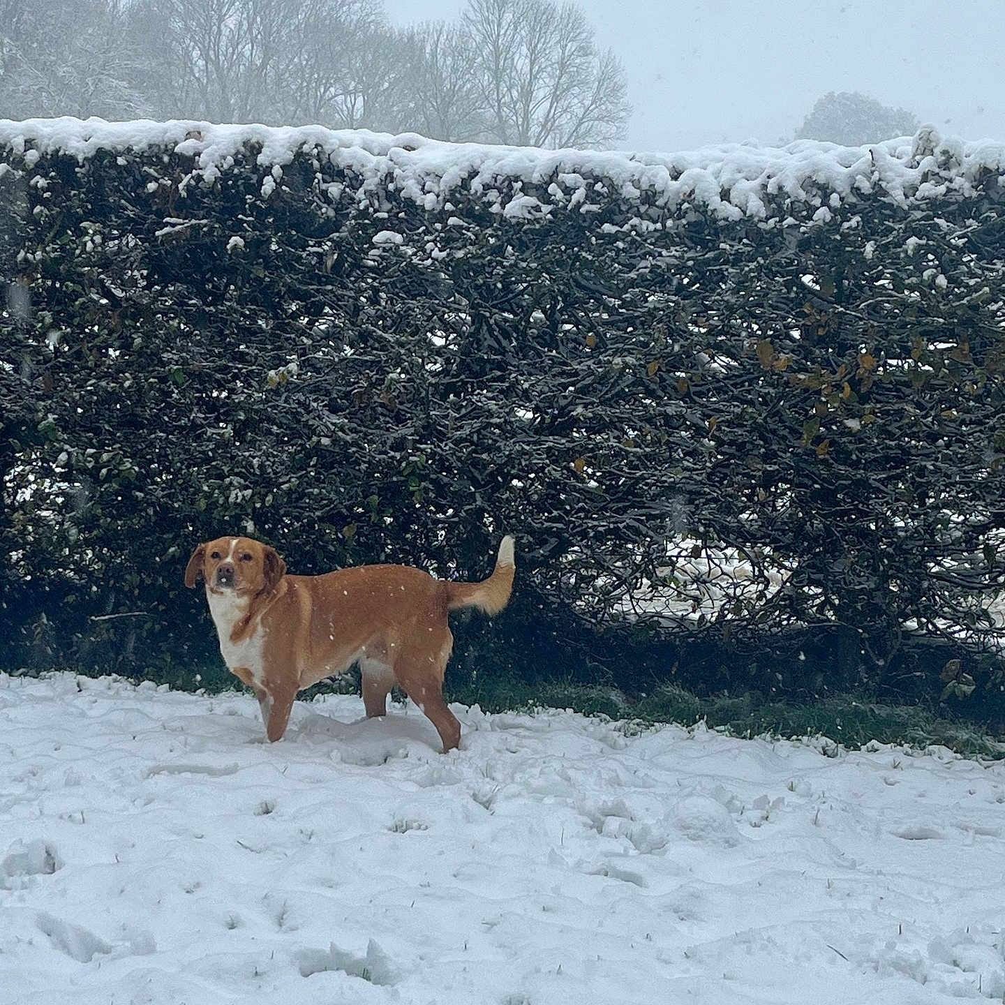 Kara participe au concours pour gagner de l'argent avec cette photo : animal, canine, cold, daytime, dog, fur, grass, hedge, landscape, leafless, nature, outdoor, pet, quiet, scenery, season, sky, snow, tree, winter