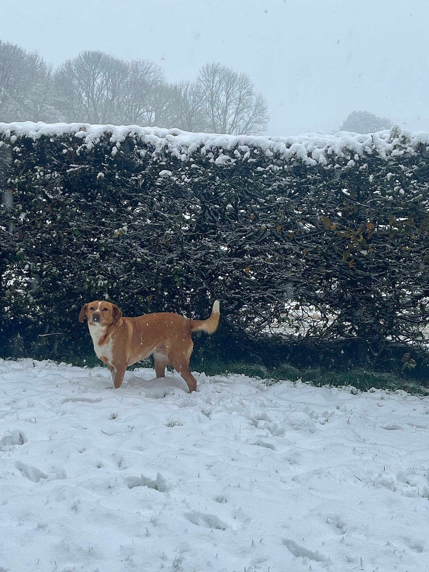 Kara participe au concours pour gagner de l'argent avec cette photo : dog, snow, hedge, winter, outdoor, animal, canine, nature, tree, cold, fur, pet, landscape, daytime, leafless, grass, season, sky, quiet, scenery