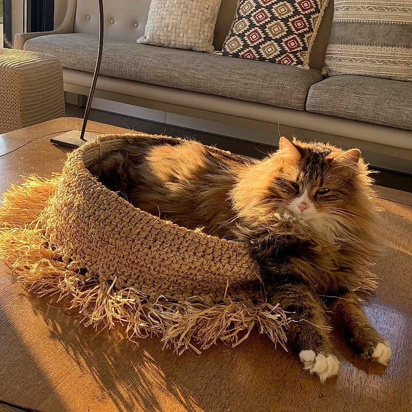 Shiva a rejoint le concours — aidez-le/la à gagner de superbes lots ! animal, architecture, building, cat, chair, coffeetable, couch, cushion, furniture, hardwood, homedecor, indoors, interiordesign, kitten, lamp, livingroom, pet, room, table, wood