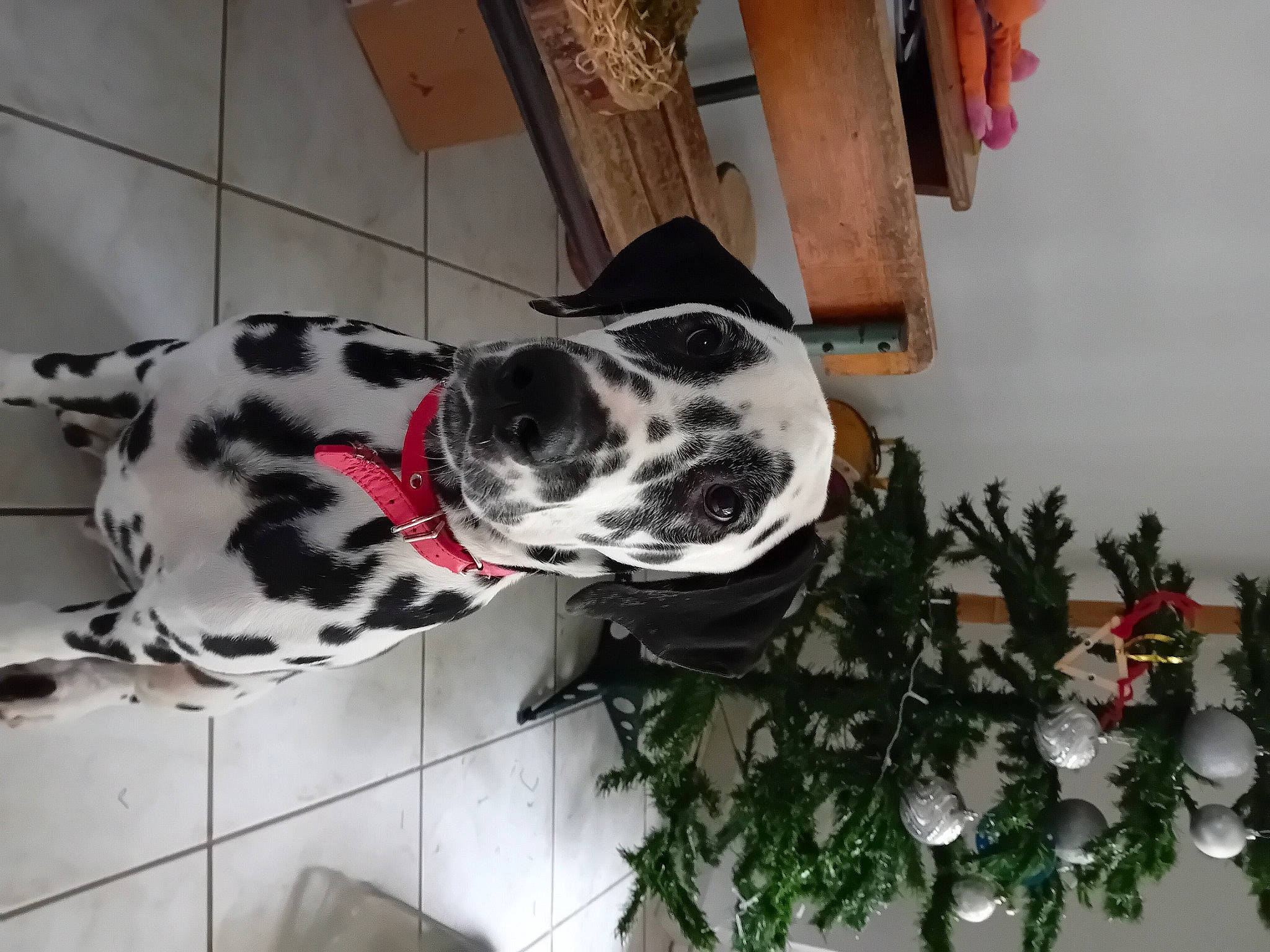 Ulice a rejoint le concours — aidez-le/la à gagner de superbes lots ! canidae, carnivore, collar, companion_dog, dalmatian, dog, dog_breed, dog_collar, dog_supply, fawn, fur, guard_dog, plant, snout, sporting_group, tree, whiskers, window, working_animal, working_dog