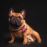 Sacha a rejoint le concours — aidez-le/la à gagner de superbes lots ! french_bulldog, dog, butterfly, animal, pet, portrait, studio, brown, short_hair, cute, sitting, paw, ears, snout, mammal, domestic_animal, companion, isolated, black_background, whimsical