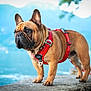 Sacha participe au concours pour gagner de l'argent avec cette photo : dog, french_bulldog, pet, animal, outdoor, lake, water, mountains, rock, harness, red_harness, canine, nature, portrait, standing, leash, summer, daylight, close_up, background_blur