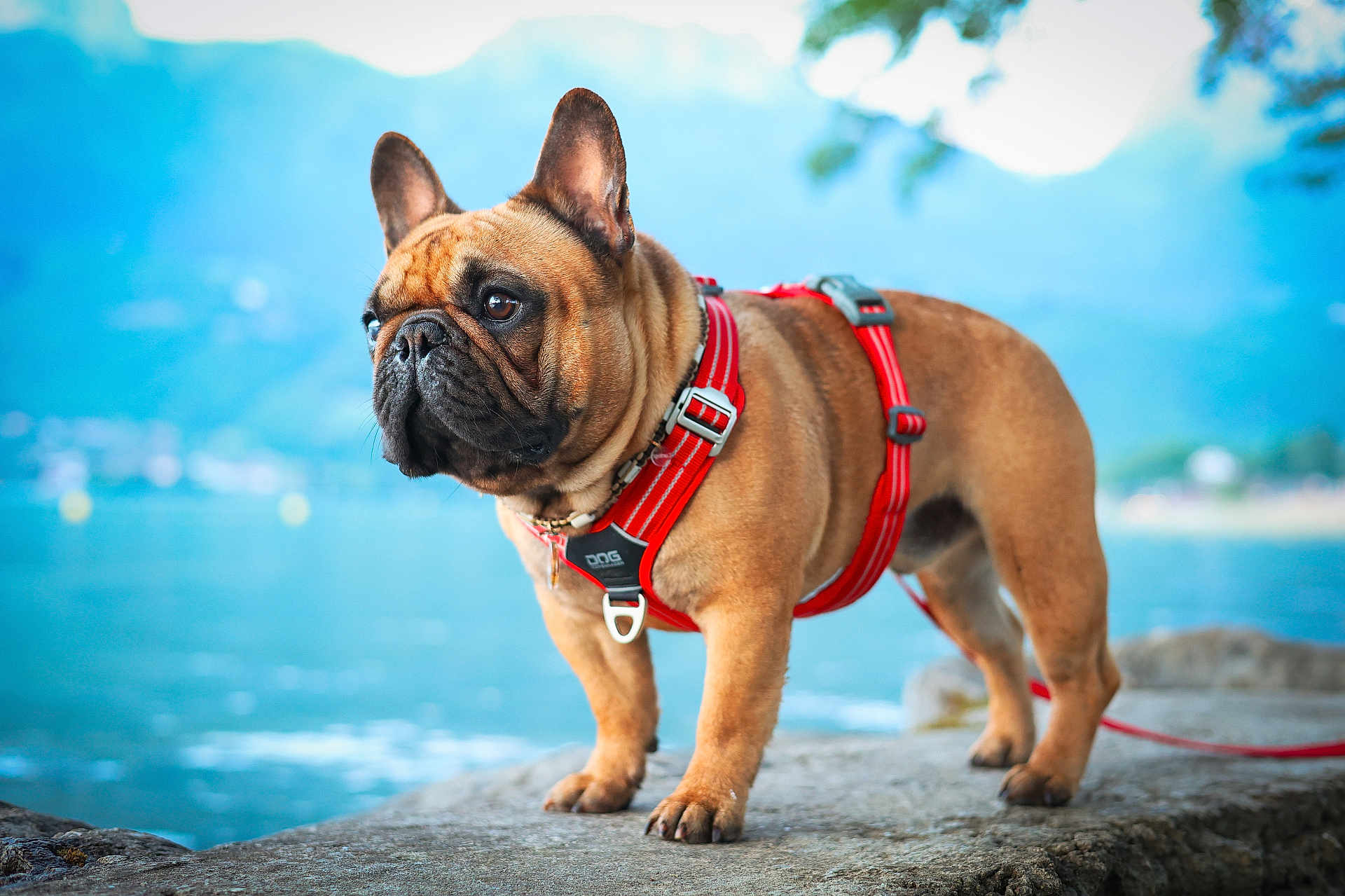 Sacha participe au concours pour gagner de l'argent avec cette photo : dog, french_bulldog, pet, animal, outdoor, lake, water, mountains, rock, harness, red_harness, canine, nature, portrait, standing, leash, summer, daylight, close_up, background_blur