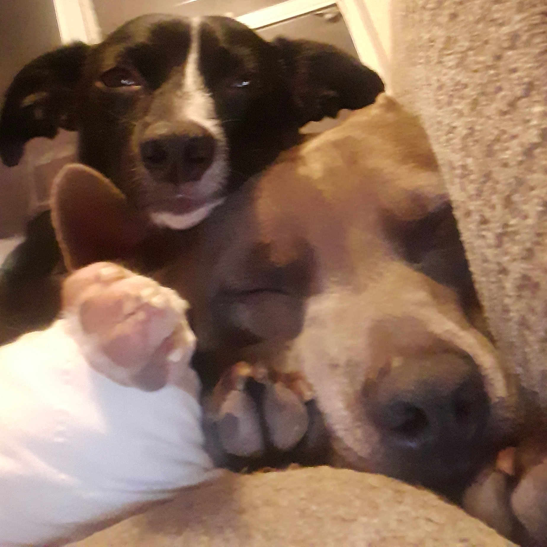 Tomtom is registered to the contest to win money with this photo: animal, black, brown, closeup, companions, couch, cozy, dog, ears, friendship, fur, indoors, nose, paw, pets, relaxed, resting, sleeping, snuggling, white