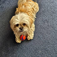 Rosie is registered to the contest to win money with this photo: dog, small_dog, fluffy, cream_colored, toy_ball, orange_ball, blue_ball, carpet, indoor, pet, cute, looking_up, playful, animal, fur, paw, lying_down, companion, friendly, pet_toy