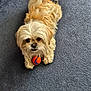 dog, small_dog, fluffy, cream_colored, toy_ball, orange_ball, blue_ball, carpet, indoor, pet, cute, looking_up, playful, animal, fur, paw, lying_down, companion, friendly, pet_toy