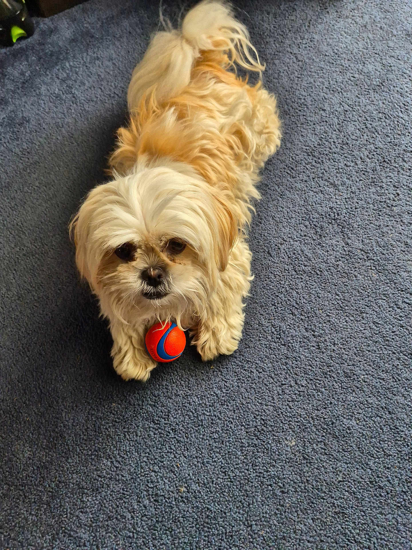 Rosie is registered to the contest to win money with this photo: dog, small_dog, fluffy, cream_colored, toy_ball, orange_ball, blue_ball, carpet, indoor, pet, cute, looking_up, playful, animal, fur, paw, lying_down, companion, friendly, pet_toy