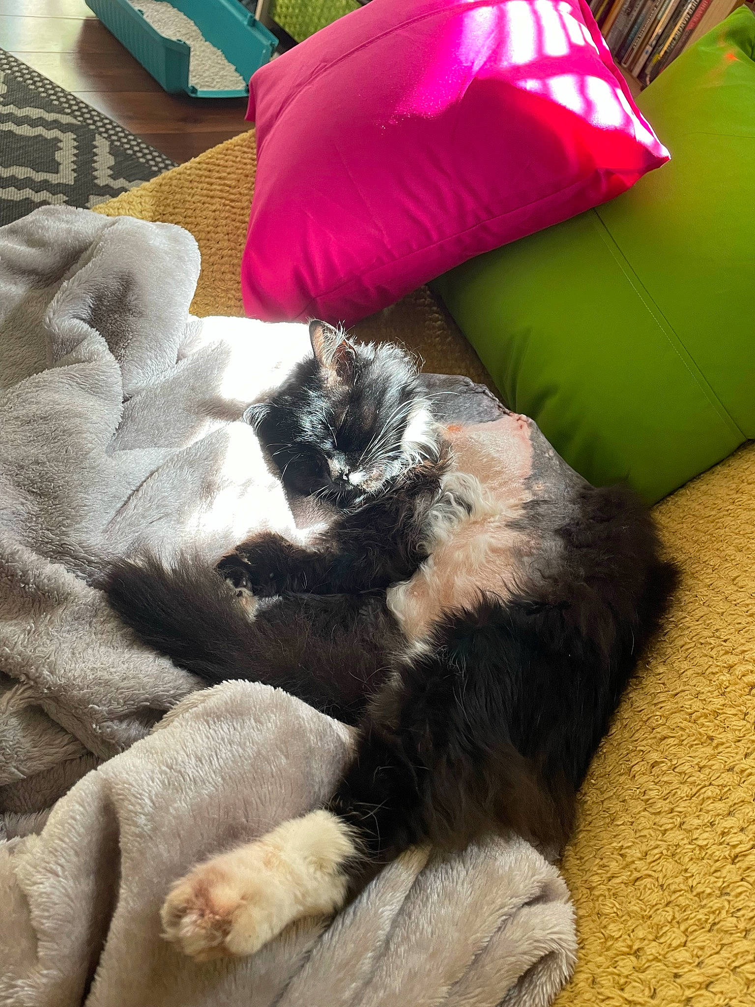 Kurby joined the competition — help win amazing prizes! bean_bag, canidae, carnivore, cat, claw, comfort, companion_dog, dog_breed, felidae, fur, linens, mammal, nap, paw, room, small_to_medium_sized_cats, sporting_group, tail, textile, whiskers