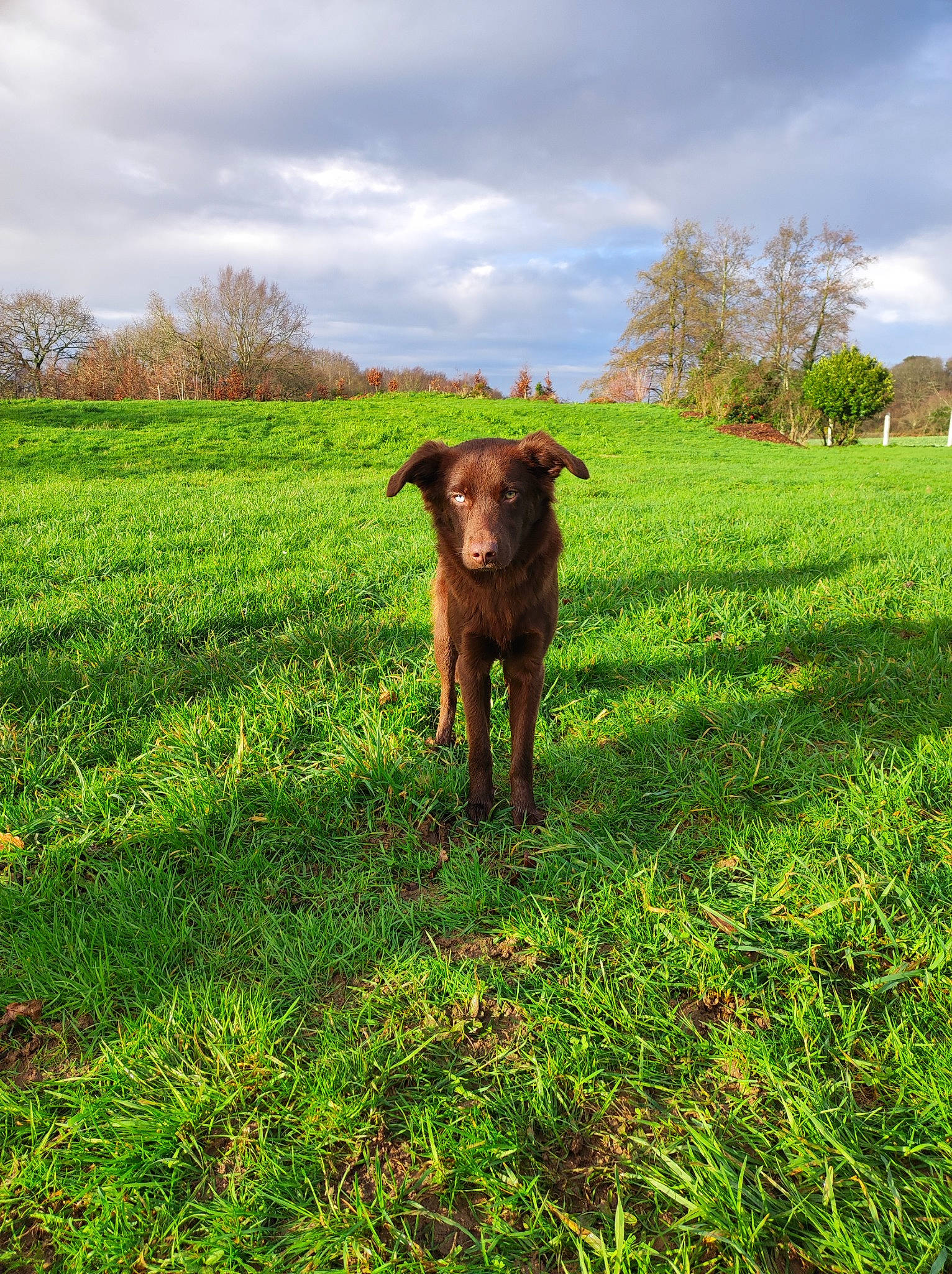 Izzie participe au concours pour gagner de l'argent avec cette photo : agriculture, carnivore, cloud, dog, dog_breed, fawn, field, grass, grassland, landscape, meadow, natural_landscape, people_in_nature, plant, plantation, prairie, sky, sporting_group, tree, working_animal
