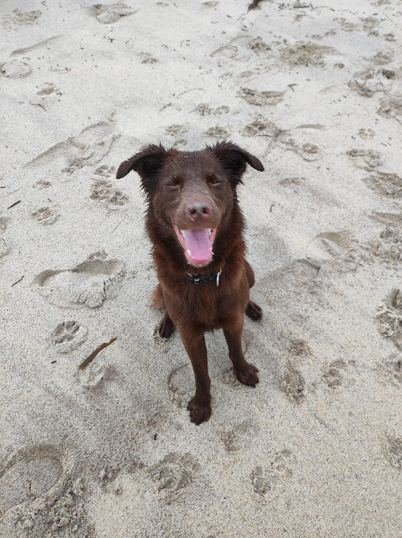 Izzie a rejoint le concours — aidez-le/la à gagner de superbes lots ! beach, canidae, carnivore, dog, dog_breed, fawn, hunting_dog, liver, sand, soil, terrestrial_animal, working_animal