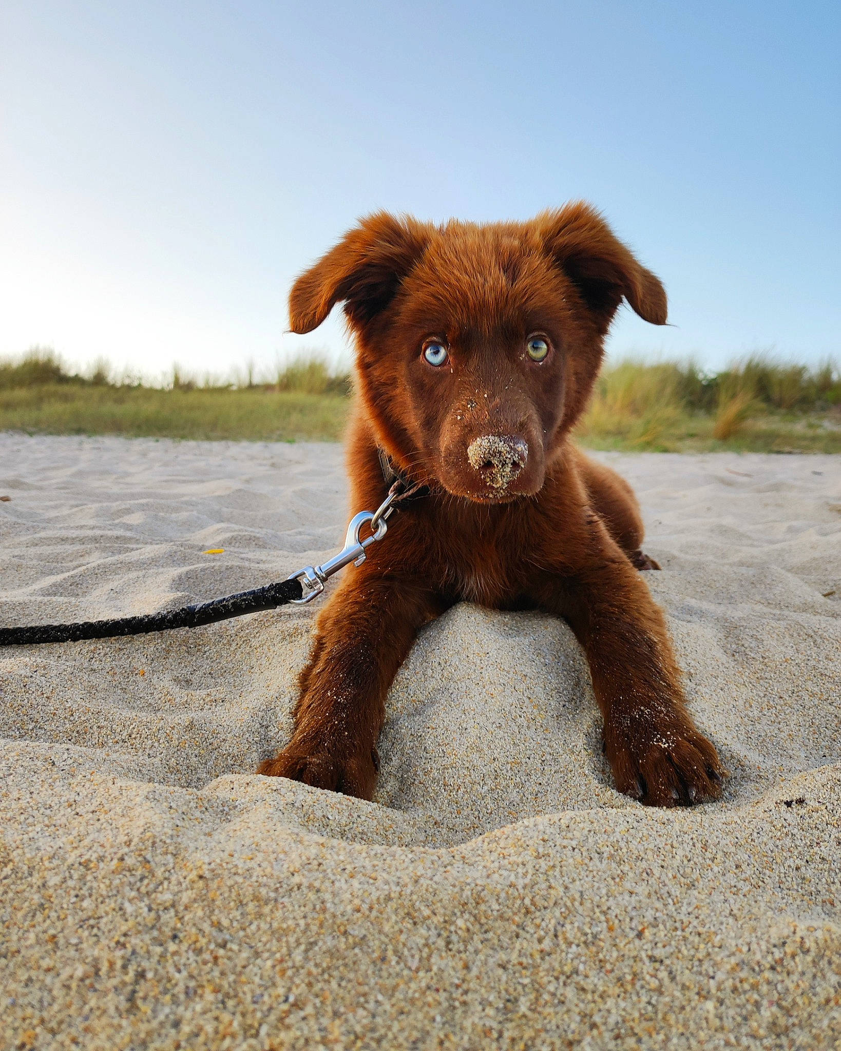 Izzie participe au concours pour gagner de l'argent avec cette photo : brown, canidae, carnivore, companion_dog, dog, dog_breed, fawn, hunting_dog, landscape, liver, plant, sand, sky, snout, soil, sporting_group, terrestrial_animal, wildlife, working_animal