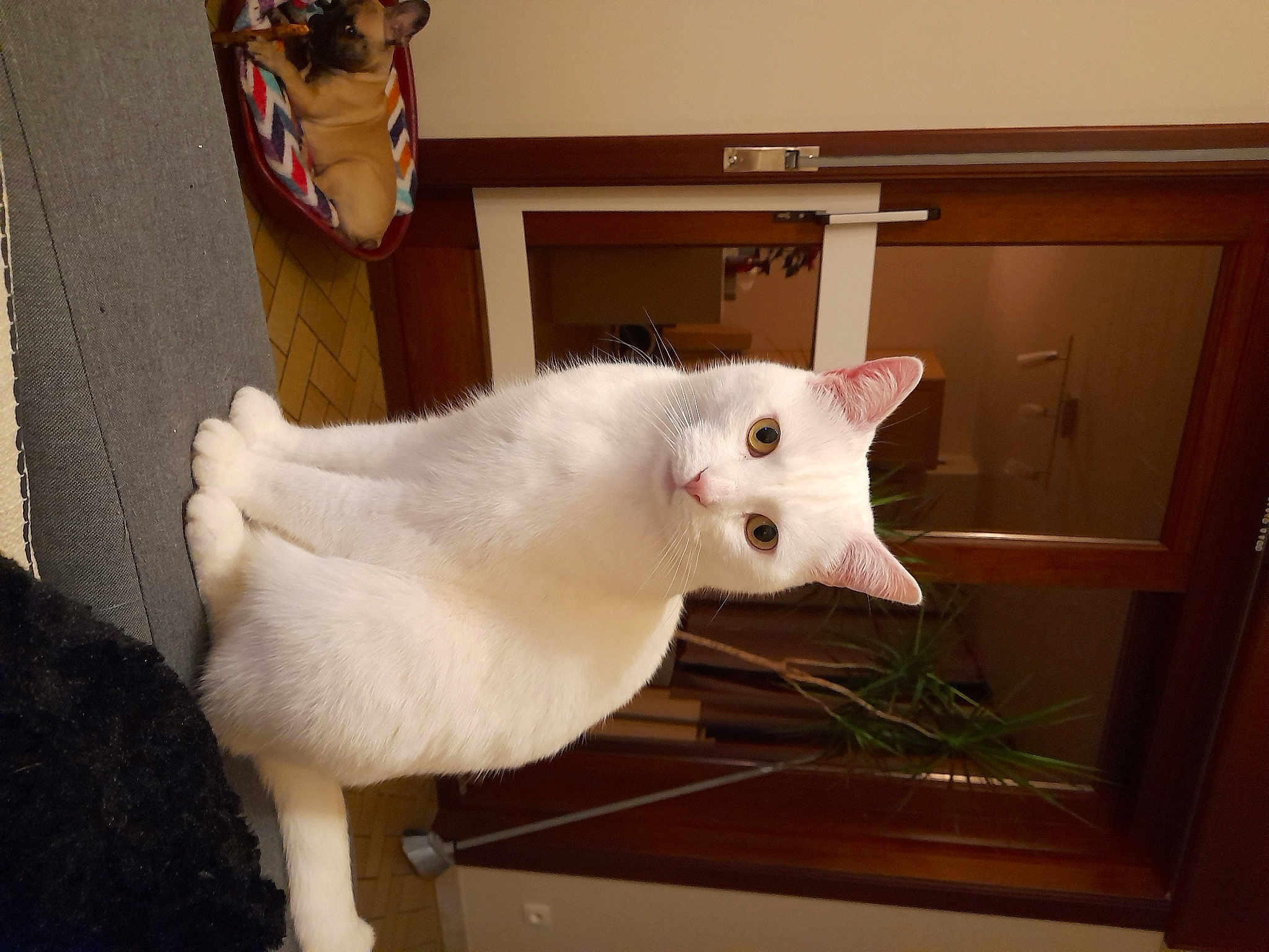 Mya