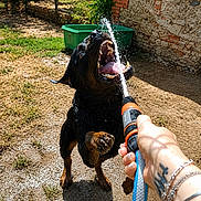 Robert participe au concours pour gagner de l'argent avec cette photo : dog, water, hose, playful, outdoor, sunny, tongue, mouth_open, paw, green_container, yard, grass, dirt, brick_wall, shadow, hand, bracelet, tattoo, summer, pet