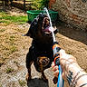dog, water, hose, playful, outdoor, sunny, tongue, mouth_open, paw, green_container, yard, grass, dirt, brick_wall, shadow, hand, bracelet, tattoo, summer, pet