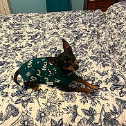Maïva participe au concours pour gagner de l'argent avec cette photo : animal, bed, bedroom, black_dog, blanket, brown_dog, cozy, cute, decor, dog, ears_up, floral_bedspread, furniture, indoor, looking_up, lying_down, nightstand, pet, small_dog, sweater