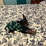 animal, bed, bedroom, black_dog, blanket, brown_dog, cozy, cute, decor, dog, ears_up, floral_bedspread, furniture, indoor, looking_up, lying_down, nightstand, pet, small_dog, sweater
