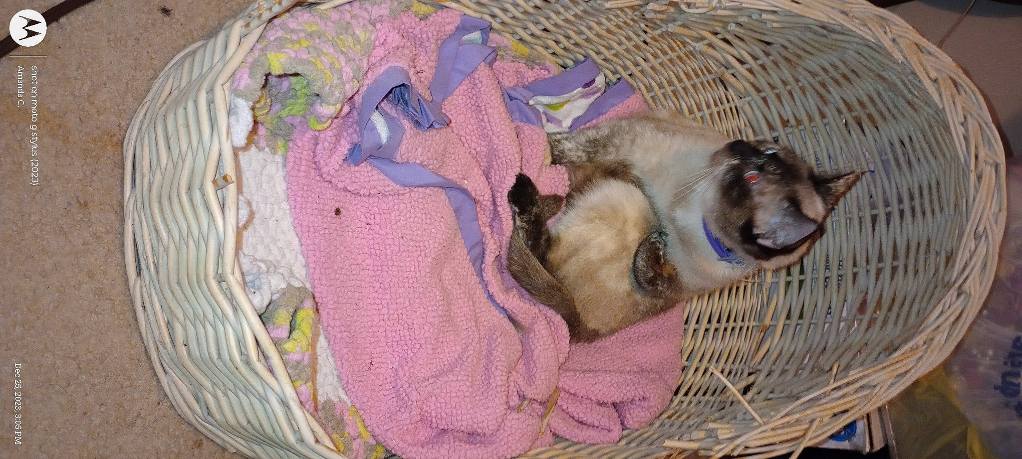 Surette Blue is registered to the contest to win money with this photo: bag, canidae, carnivore, cat, comfort, companion_dog, dog_breed, domestic_short_haired_cat, fawn, felidae, fur, linens, nap, pattern, pet_supply, siamese, small_to_medium_sized_cats, sporting_group, whiskers, wood