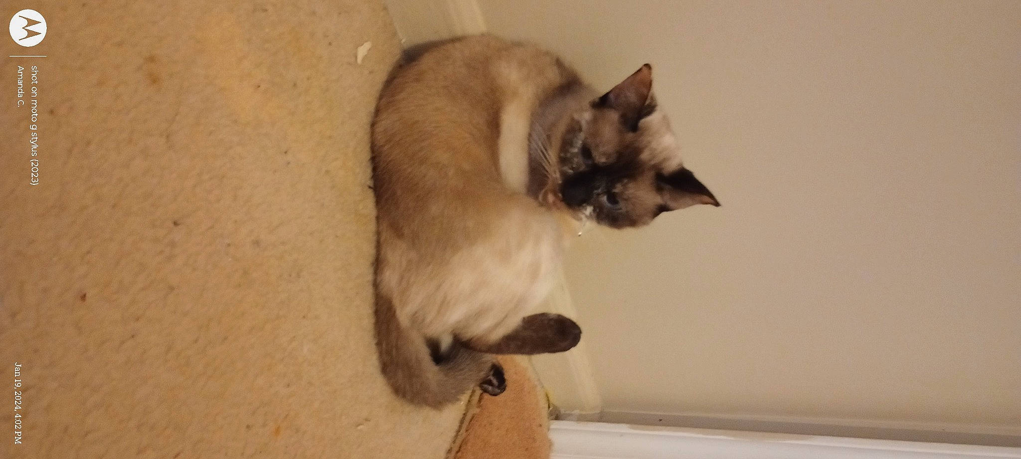 Surette Blue is registered to the contest to win money with this photo: balinese, birman, carnivore, cat, fawn, felidae, fur, siamese, small_to_medium_sized_cats, tail, thai, tonkinese, whiskers