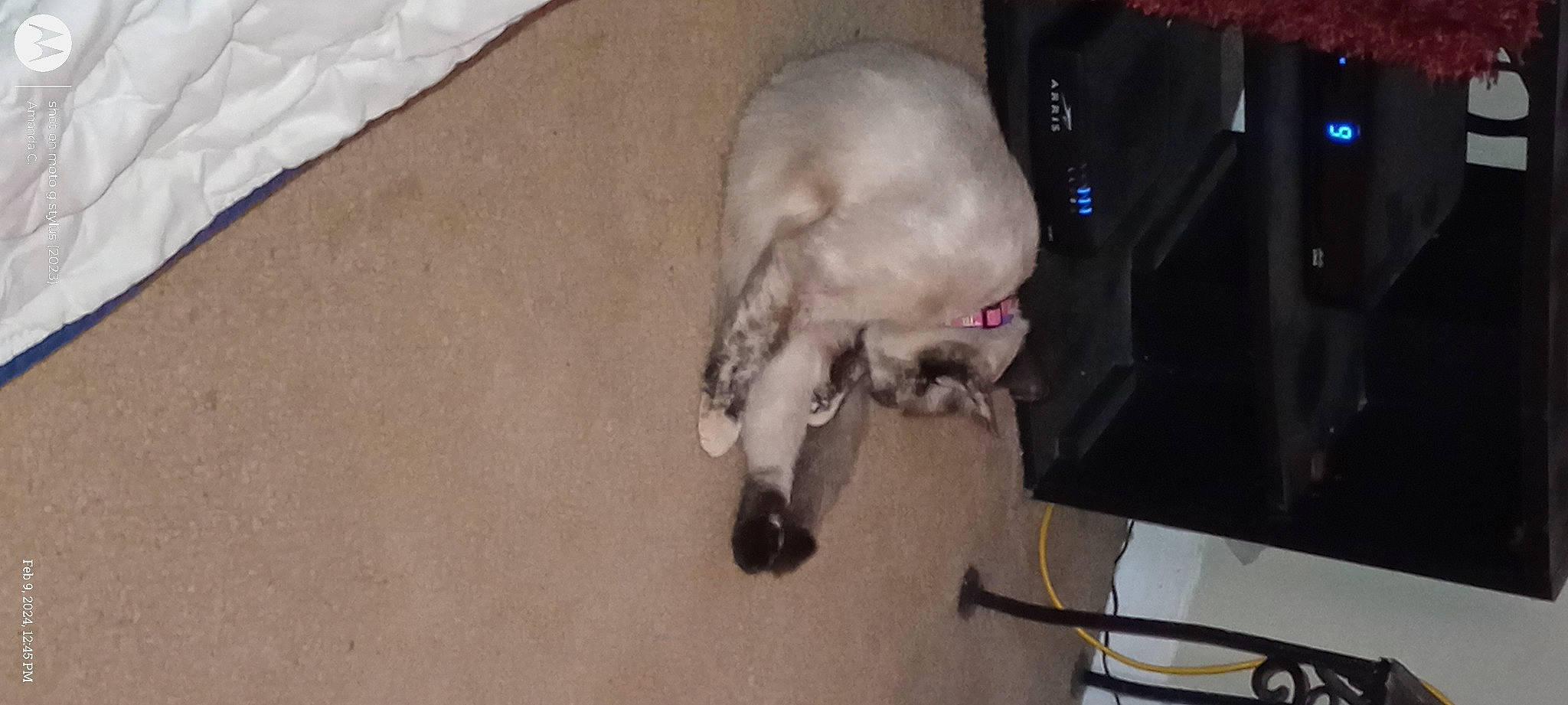 Surette Blue is registered to the contest to win money with this photo: birman, carnivore, cat, claw, comfort, companion_dog, dog_breed, domestic_short_haired_cat, fawn, felidae, flooring, foot, fur, paw, small_to_medium_sized_cats, snout, tail, toe, whiskers, working_animal