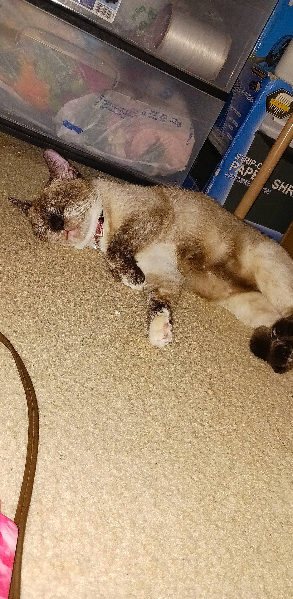 Surette Blue joined the competition — help win amazing prizes! canidae, carnivore, cat, claw, companion_dog, dog_breed, domestic_short_haired_cat, fawn, felidae, flooring, fur, hardwood, human_leg, paw, small_to_medium_sized_cats, snout, tail, thai, whiskers, wood