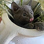 Blu joined the competition — help win amazing prizes! kitten, cat, gray_cat, plant, ceramic_pot, tongue_out, cute, pet, animal, indoor, closeup, curious, playful, whiskers, feline, young_cat, potted_plant, greenery, domestic_cat, adorable