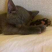 Blu is registered to the contest to win money with this photo: kitten, sleeping, gray_fur, paw, pink_paw_pads, cute, pet, animal, resting, cozy, soft_texture, indoor, closeup, feline, adorable, peaceful, young_cat, cushion, relaxed, nap