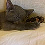 kitten, sleeping, gray_fur, paw, pink_paw_pads, cute, pet, animal, resting, cozy, soft_texture, indoor, closeup, feline, adorable, peaceful, young_cat, cushion, relaxed, nap