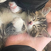 Plume a rejoint le concours — aidez-le/la à gagner de superbes lots ! kitten, sleeping, paw, pink_paw, fur, foot, human_skin, cozy, rest, cute, animal, pet, tabby, whiskers, closeup, nap, comfort, indoor, relaxation, soft