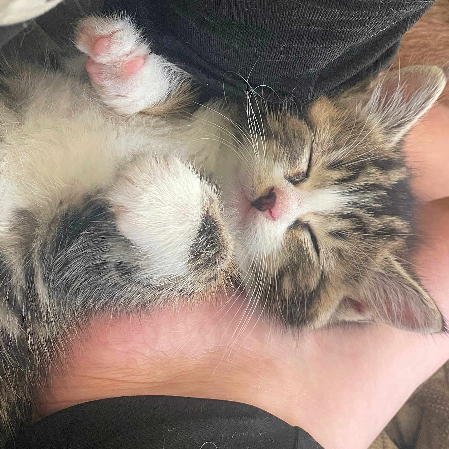 Plume a rejoint le concours — aidez-le/la à gagner de superbes lots ! animal, closeup, comfort, cozy, cute, foot, fur, human_skin, indoor, kitten, nap, paw, pet, pink_paw, relaxation, rest, sleeping, soft, tabby, whiskers