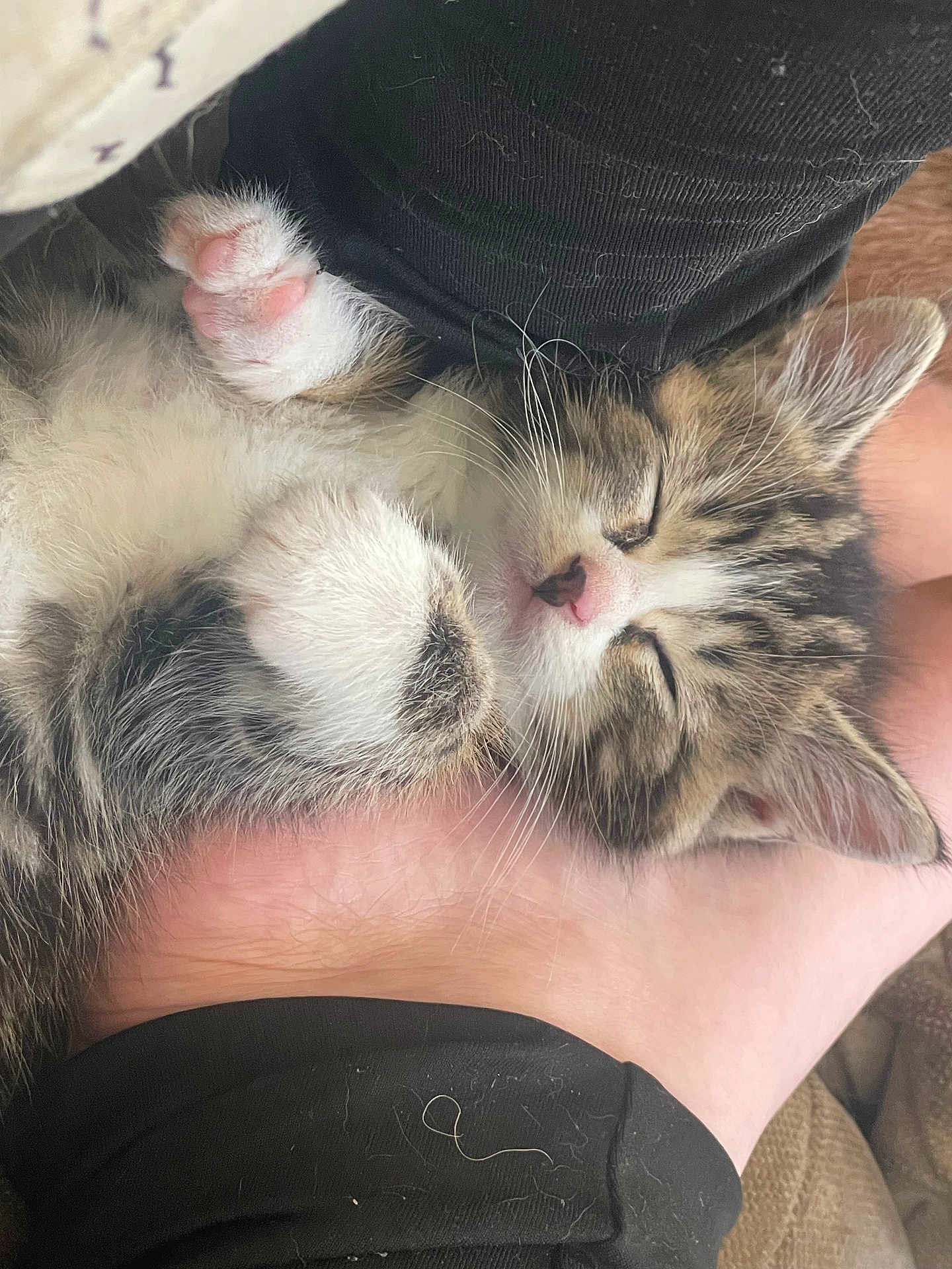 Plume a rejoint le concours — aidez-le/la à gagner de superbes lots ! kitten, sleeping, paw, pink_paw, fur, foot, human_skin, cozy, rest, cute, animal, pet, tabby, whiskers, closeup, nap, comfort, indoor, relaxation, soft