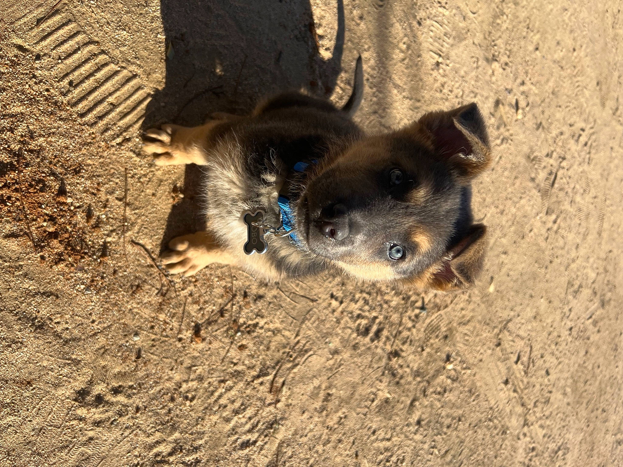 Lobo is registered to the contest to win money with this photo: canidae, carnivore, companion_dog, dog, dog_breed, fawn, fur, landscape, paw, sand, snout, soil, sporting_group, terrestrial_animal, whiskers, wildlife, working_animal