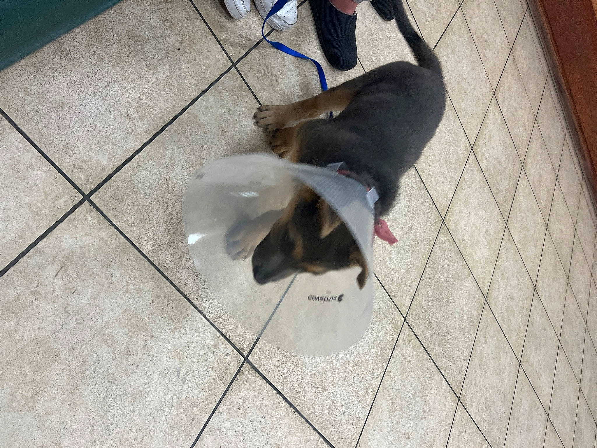 Lobo is registered to the contest to win money with this photo: carnivore, companion_dog, dog, dog_breed, dog_supply, fawn, floor, flooring, fur, hardwood, human_leg, leash, paw, pet_supply, road_surface, sidewalk, tail, tile_flooring, wood, working_animal