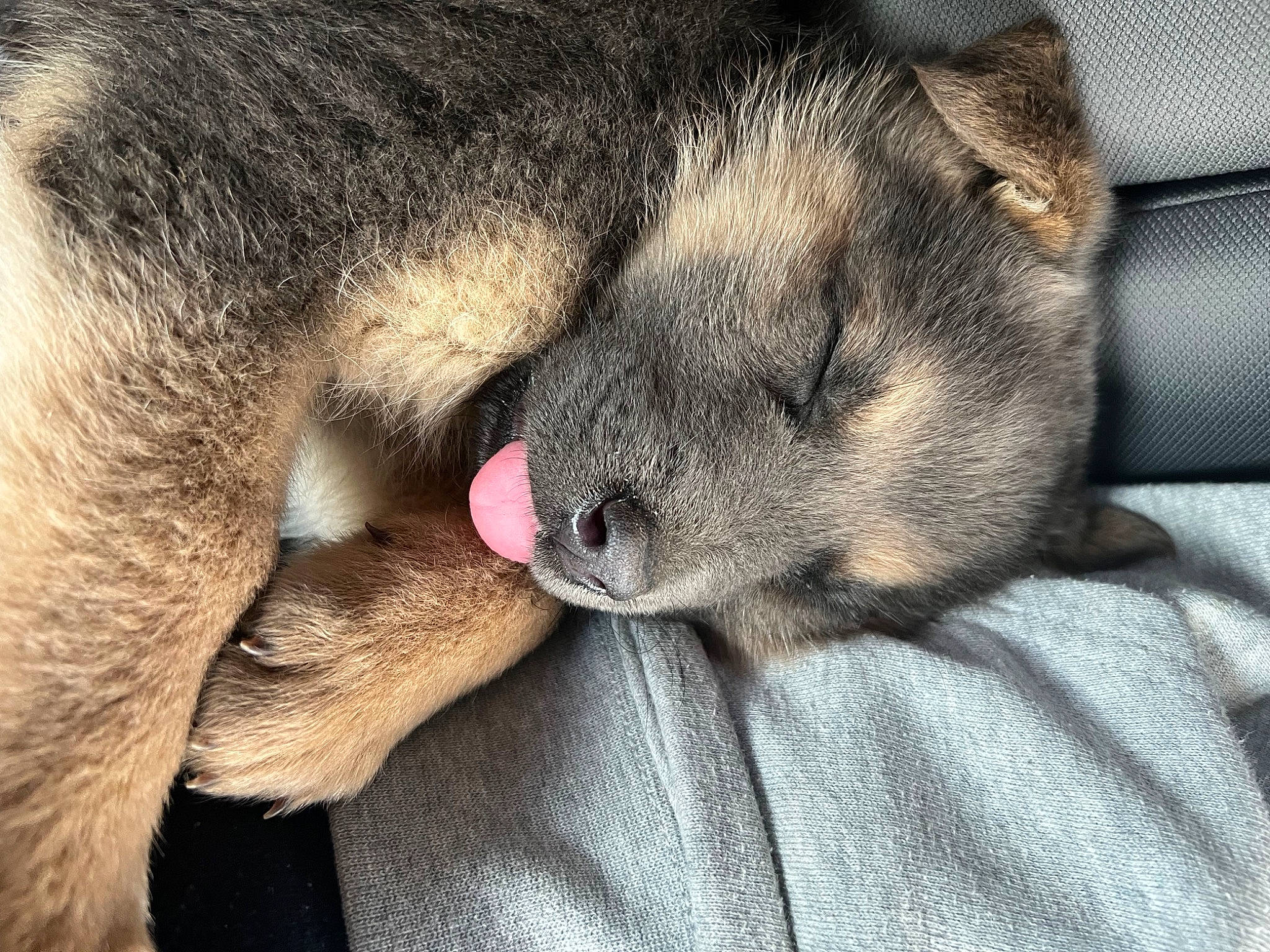 Lobo is registered to the contest to win money with this photo: canidae, carnivore, cat, claw, comfort, dog_breed, domestic_short_haired_cat, ear, eye, fawn, felidae, fur, gesture, grey, nap, paw, small_to_medium_sized_cats, snout, tail, whiskers