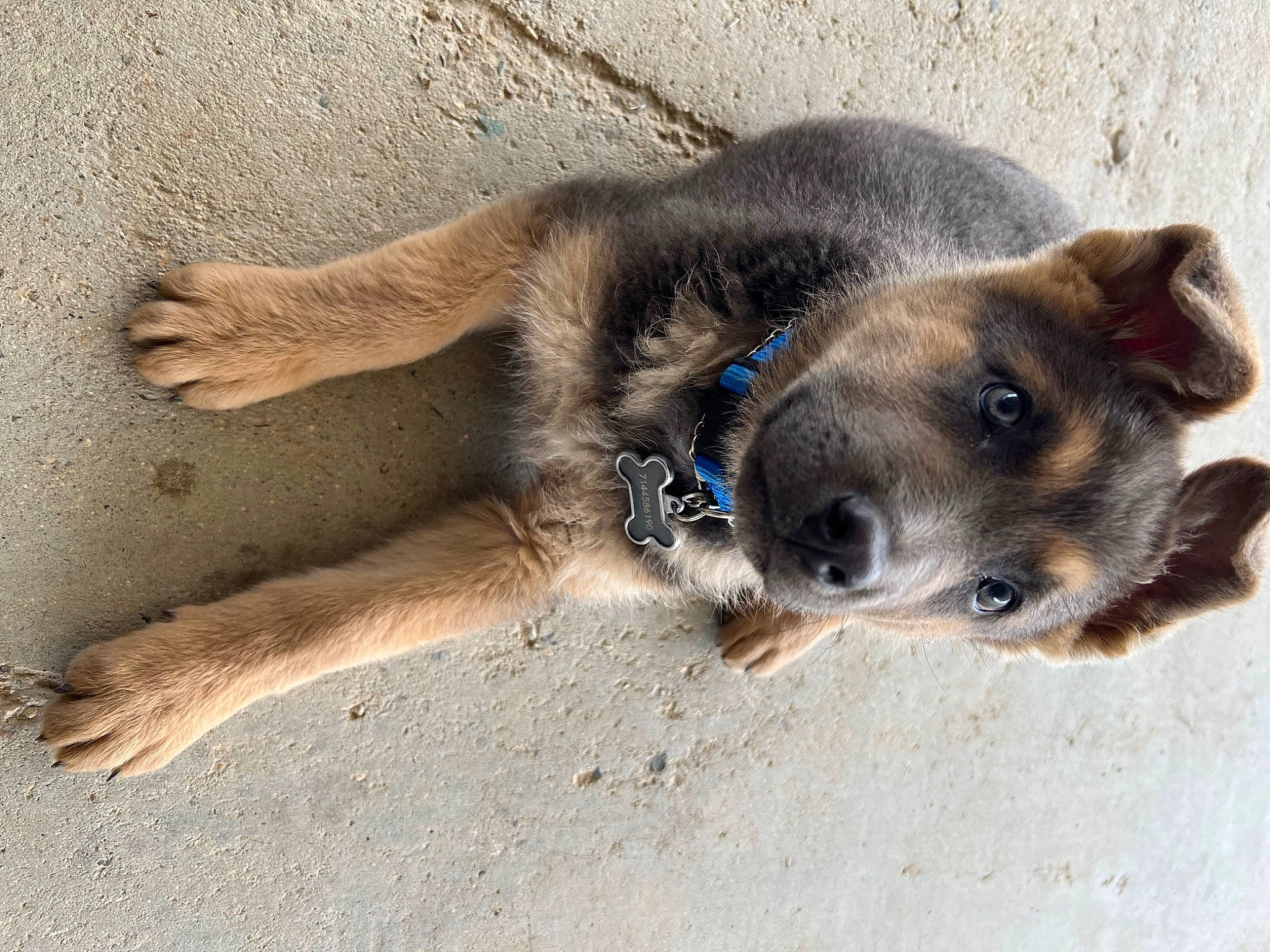 Lobo joined the competition — help win amazing prizes! canidae, carnivore, companion_dog, dog, dog_breed, fawn, fur, paw, snout, sporting_group, street_dog, terrestrial_animal, whiskers, working_animal