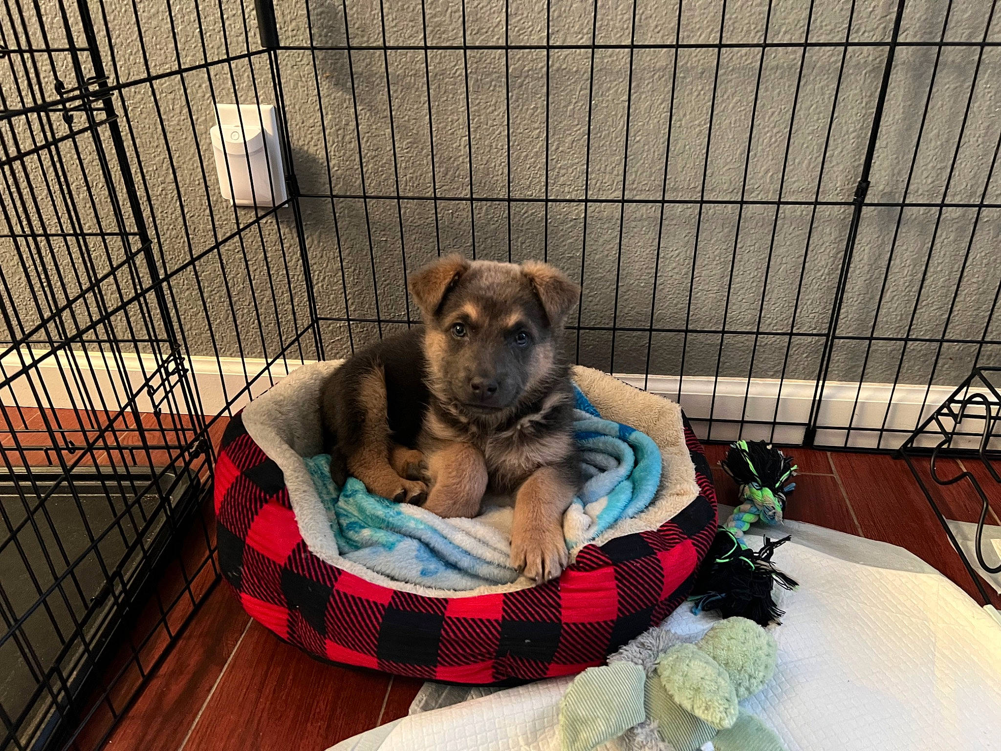 Lobo joined the competition — help win amazing prizes! animal_shelter, cage, canidae, carnivore, comfort, companion_dog, dog, dog_bed, dog_breed, dog_crate, dog_supply, fawn, kennel, mesh, pet_supply, service, snout, sporting_group, tartan, terrestrial_animal