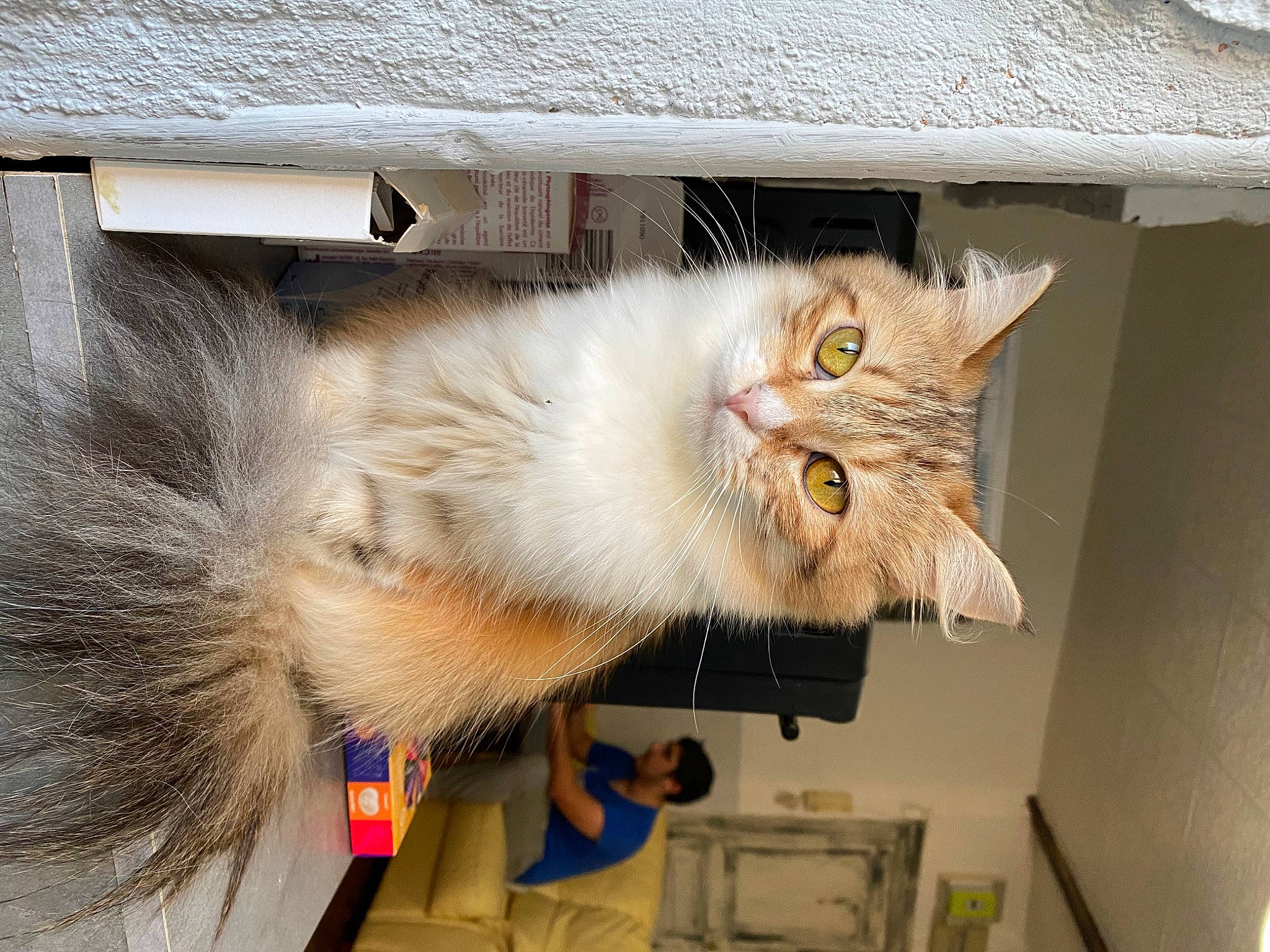 Princesse a rejoint le concours — aidez-le/la à gagner de superbes lots ! box, cardboard, carnivore, cat, domestic_short_haired_cat, fawn, felidae, fur, paw, small_to_medium_sized_cats, snout, tail, whiskers, wood