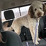 back_seat, brown_fur, car, collar, curly_coat, dog, dogs, funny, human, interior, leash, passenger, pet, portrait, road_trip, seated, standing, vehicle, white_fur, window