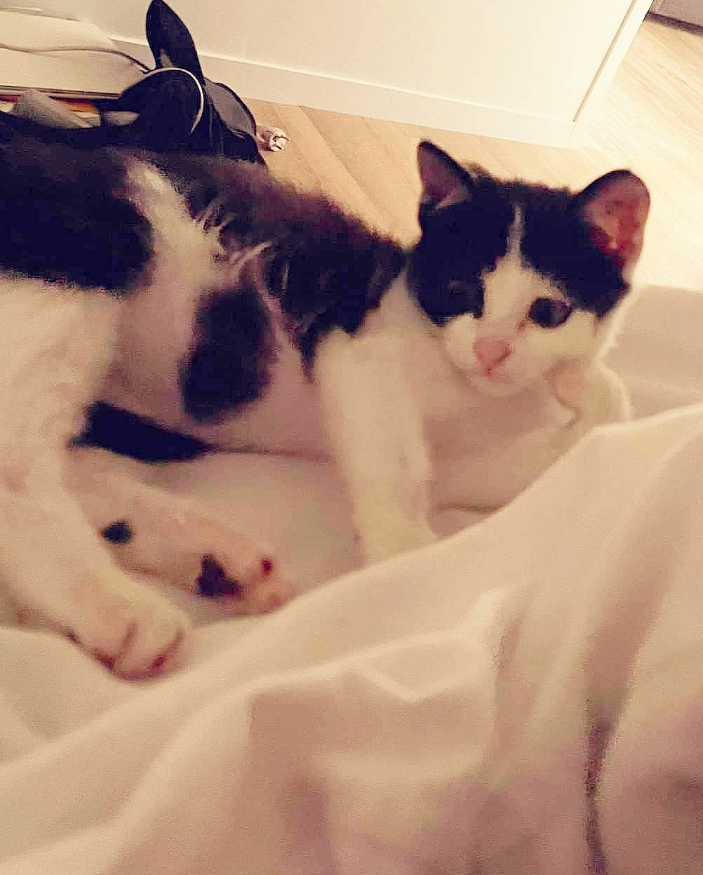 Naa participe au concours pour gagner de l'argent avec cette photo : carnivore, cat, comfort, domestic_short_haired_cat, eye, felidae, fur, hair, head, human_leg, jaw, leg, line, mammal, paw, small_to_medium_sized_cats, snout, tail, vertebrate, whiskers