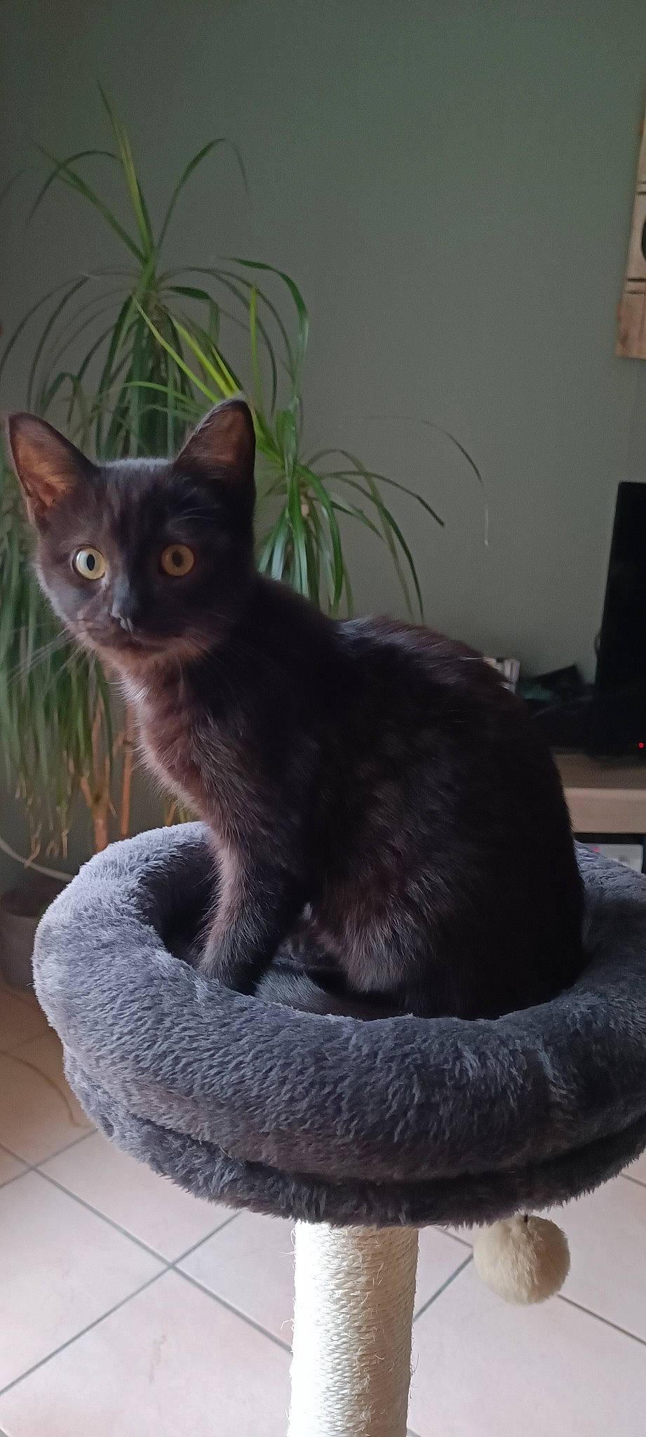 Smocky participe au concours pour gagner de l'argent avec cette photo : black_cat, bombay, carnivore, cat, cat_furniture, cat_supply, comfort, domestic_short_haired_cat, felidae, flowerpot, fur, grey, houseplant, pet_supply, plant, small_to_medium_sized_cats, snout, tail, terrestrial_animal, whiskers