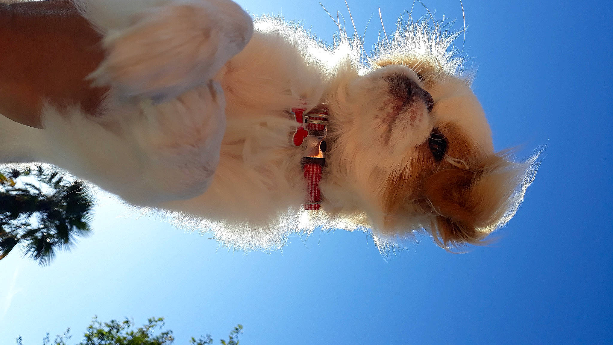 Reïko participe au concours pour gagner de l'argent avec cette photo : daytime, fawn, fur, organism, snout, sunlight, vertebrate, whiskers