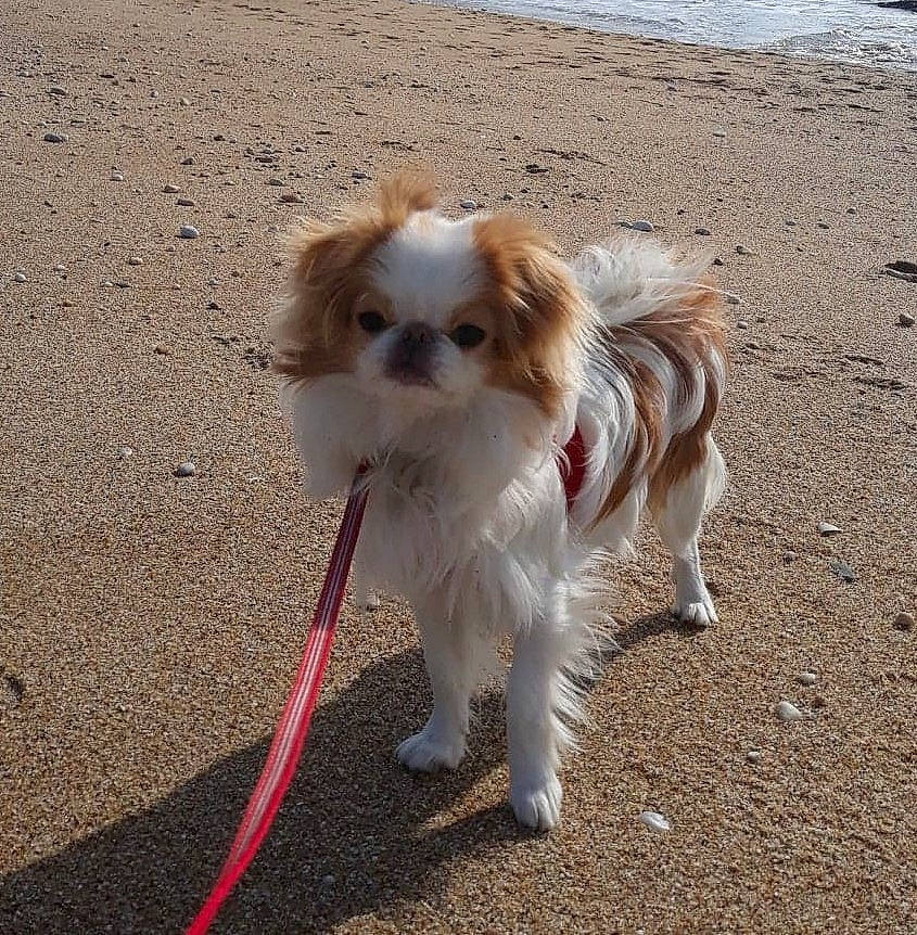 Reïko a rejoint le concours — aidez-le/la à gagner de superbes lots ! ancient_dog_breeds, canidae, carnivore, companion_dog, dog, dog_breed, fawn, fur, leash, liver, non_sporting_group, papillon, puppy, sand, snout, sporting_group, toy_dog, wind_wave, working_animal