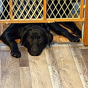 Han joined the competition — help win amazing prizes! animal, baby_gate, black_dog, close_up, curious, dog, domestic_animal, flooring, furniture, head, home, indoor, lying_down, paws, pet, portrait, quiet, resting, waiting, wooden_floor