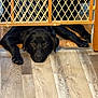 animal, baby_gate, black_dog, close_up, curious, dog, domestic_animal, flooring, furniture, head, home, indoor, lying_down, paws, pet, portrait, quiet, resting, waiting, wooden_floor