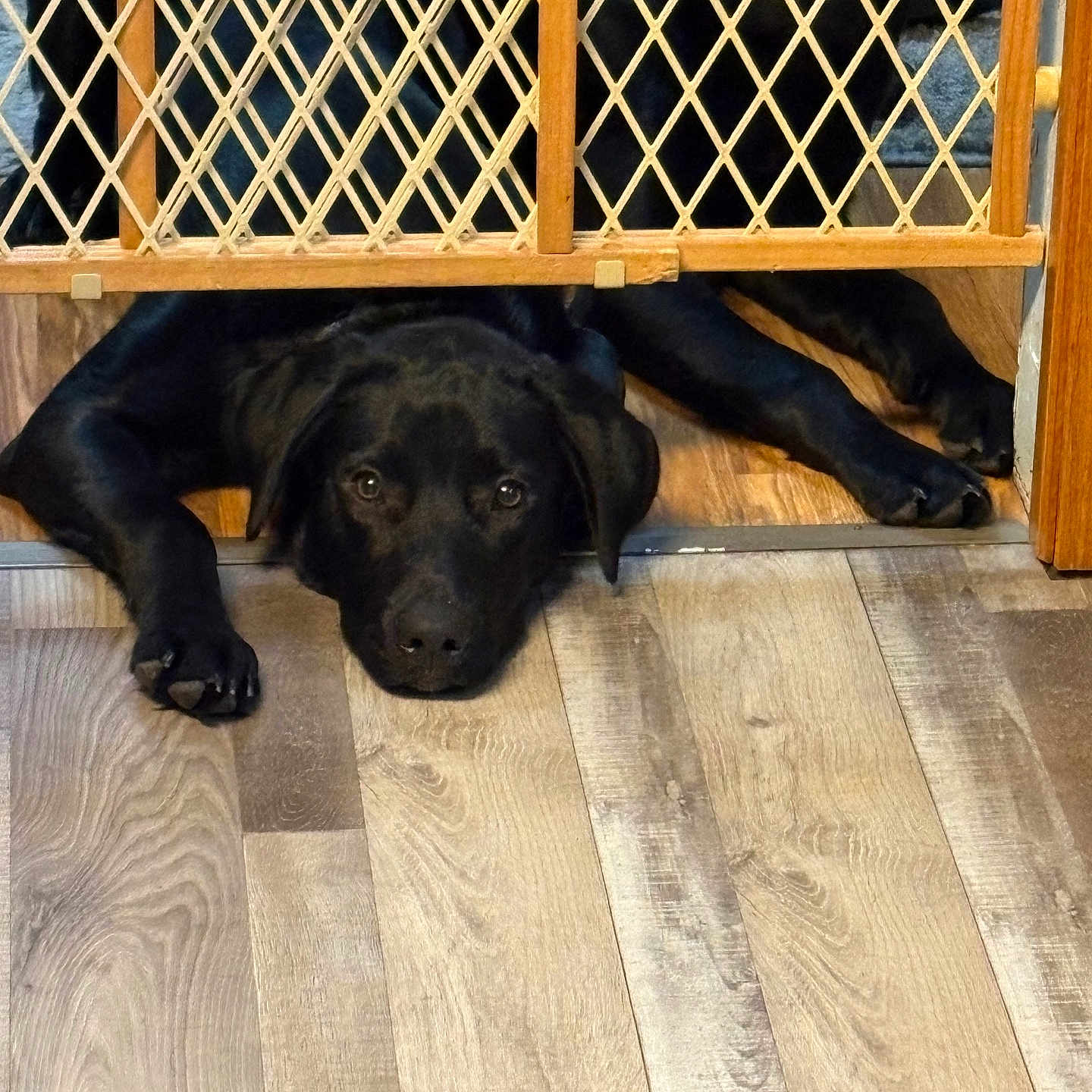 Han joined the competition — help win amazing prizes! animal, baby_gate, black_dog, close_up, curious, dog, domestic_animal, flooring, furniture, head, home, indoor, lying_down, paws, pet, portrait, quiet, resting, waiting, wooden_floor