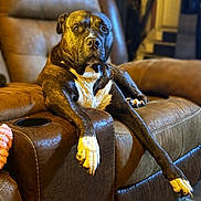 Spencer is registered to the contest to win money with this photo: dog, lounge, brown_recliner, pet, canine, indoor, comfortable, furniture, relaxing, long_legs, white_paws, black_coat, white_chest, home, carpet, living_room, portrait, animal, domestic_animal, resting