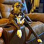 dog, lounge, brown_recliner, pet, canine, indoor, comfortable, furniture, relaxing, long_legs, white_paws, black_coat, white_chest, home, carpet, living_room, portrait, animal, domestic_animal, resting