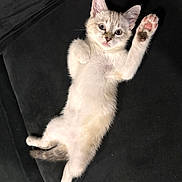 Vladimir is registered to the contest to win money with this photo: kitten, cat, pet, lying_down, paw_raised, fur, cute, indoor, couch, black_background, animal, feline, whiskers, playful, young, domestic_cat, relaxed, small, adorable, resting