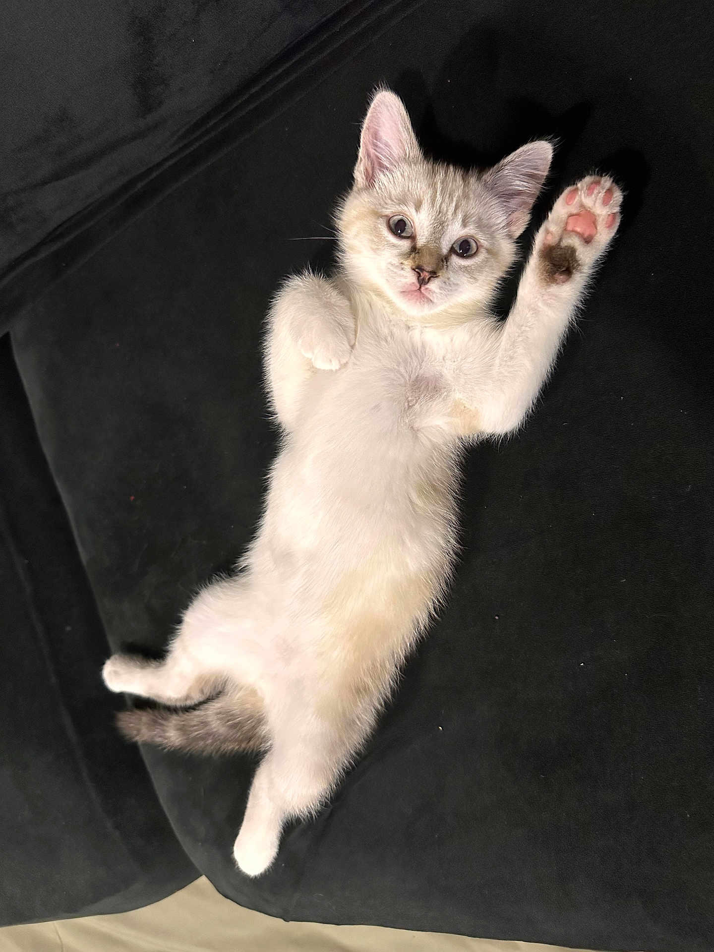 Vladimir is registered to the contest to win money with this photo: kitten, cat, pet, lying_down, paw_raised, fur, cute, indoor, couch, black_background, animal, feline, whiskers, playful, young, domestic_cat, relaxed, small, adorable, resting