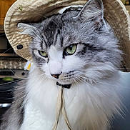 Stash is registered to the contest to win money with this photo: cat, fluffy, hat, bucket_hat, indoor, pet, animal, feline, closeup, portrait, whiskers, green_eyes, gray_fur, white_fur, calm, domestic_cat, cute, soft, headwear, expression